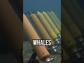 Oceans speak back #tech #science #innovation