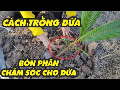 Video: Thu Hoạch Cây Dừa - Cách Chọn Dừa Từ Cây