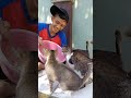 Berbagi dengan kucing #shorts #berbagi