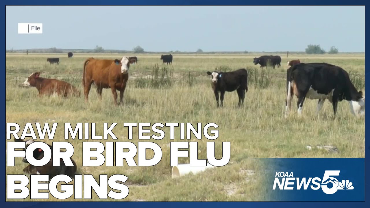 Bird Flu testing in the nation's raw milk supply begins - YouTube