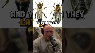 The Secret Life of Bees: Unraveling the Mystery of Worker Bees and Queens | Erika Thompson on JRE
