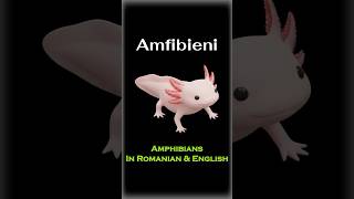 Amfibieni 🐸 - Amphibians in Romanian & English