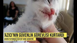 Marmariste Vicdansızlık