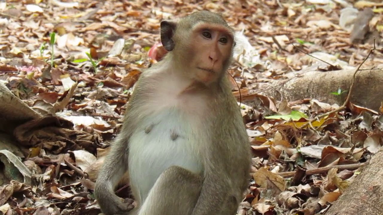 Before She Delivering A Baby - Angkor Wilderness 