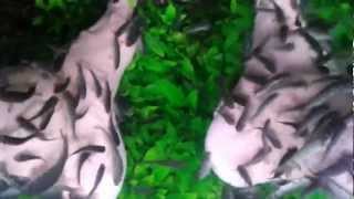 20121211 GarraRufaFishSpa 145026