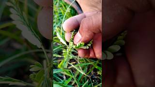 bhuiavla #facts #ayurved #farming #desiviilagelifetstyle #youtubeshorts
