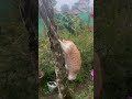 #cat #cats #catlover #animals