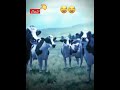 بقرات للاطفال علاوي واوي 