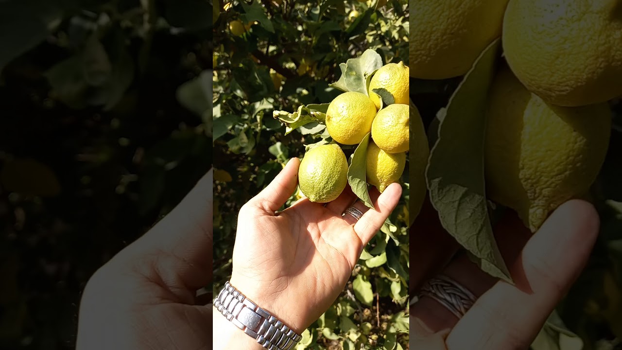 شجرة الليمون من الألف إلى الياء