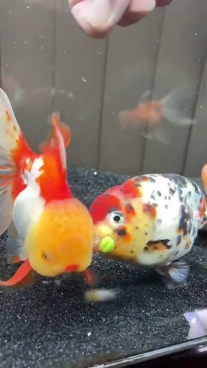 Ikan Lucu gemoy viral tiktok #ikanhiasairtawar #ikankoki #shorts #funny #lucu #lol #viral #tiktok