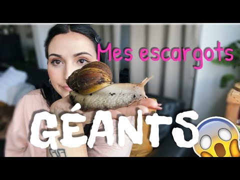 Vidéo: Un Escargot Géant Avec Un Visage De Lapin Confond Les Internautes - Vue Alternative