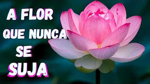 Como o Lotus se beneficia da Super Hidrofobicidade?