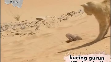 kucing gurun VS ular derik