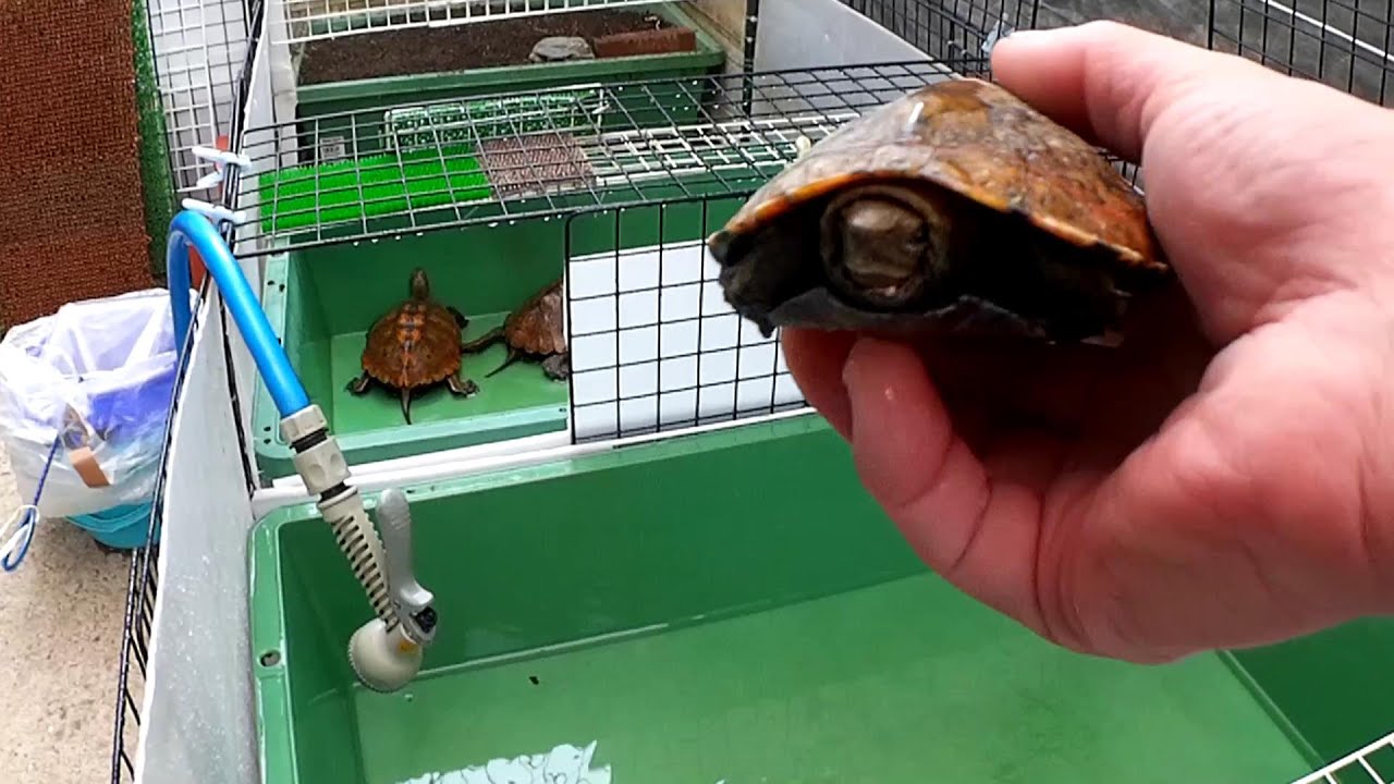 ニホンイシガメ　無事に冬眠明けた！と思っていたら…