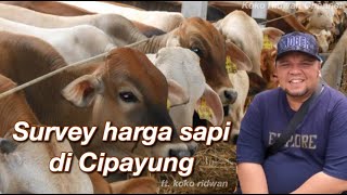 Survey Harga Sapi Di Cipayung