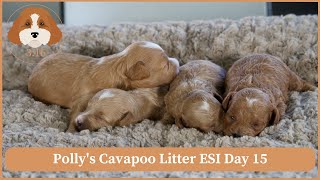Polly's Cavapoo Litter ESI Day 15 by Cavapoos 3:16 564 views 1 month ago 3 minutes, 46 seconds