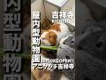 あの屋内型ふれあい動物園が吉祥寺にやってきた!約45種150匹以上の動物が! #shorts #吉祥寺