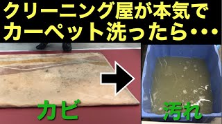 【驚愕の汚れ落ち】クリーニング屋が本気でカーペット洗ってみたら汚れ落ち半端ない