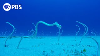 PeekABoo with Hawaiian Garden Eels