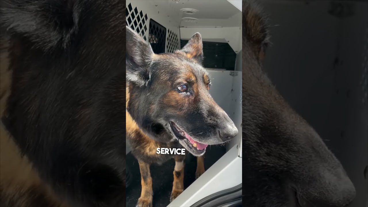 Police Dog Gets The Call That He Can Retire 