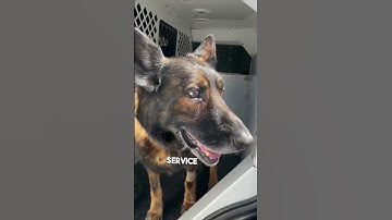 Police dog gets the call that he can retire ❤️