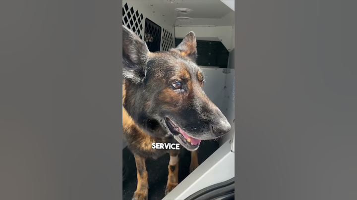 Police dog gets the call that he can retire ❤️
