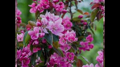 وَلَقَدْ نَعْلَمُ أَنَّكَ يَضِيقُ صَدْرُكَ بِمَا يَقُولُونَ - للقارئ ياسر الدوسري