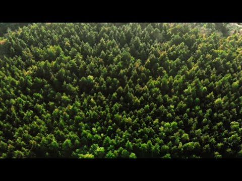 The origin of Give Me Trees Trust | Short Story | Documentary
