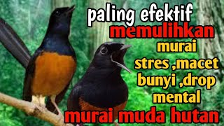 paling efektif ' terapi murai batu stres dan macet bunyi ,memulihkan murai batu stres macet bunyi