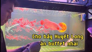 Cho Cá Rồng HUYẾT LONG ĂN BUFFET nhái | ca rong | Đạt Cá Cảnh Rồng