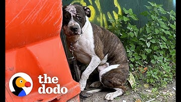 Pittie Abandoned On Chain In NYC Is Nothing But Love | The Dodo