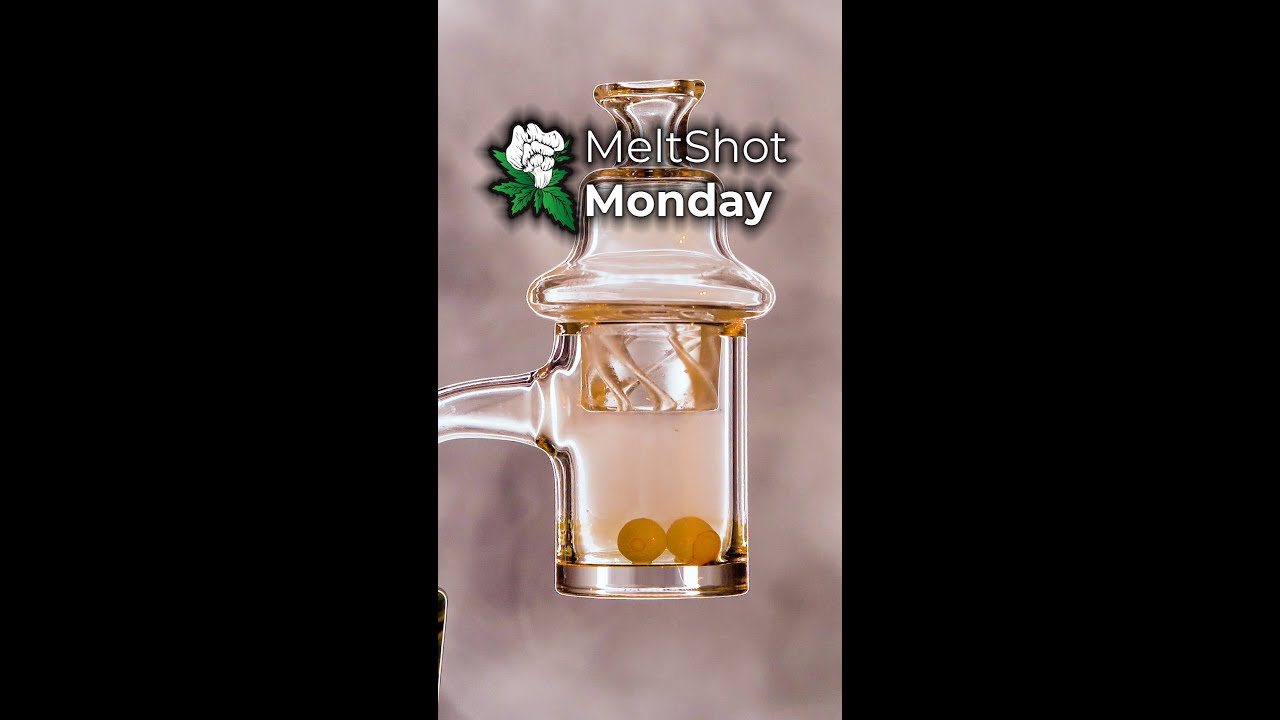 MeltShot Monday (Standard Bucket No.1) | Snapdragon Hemp