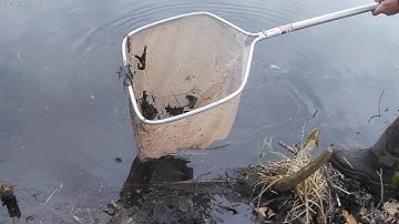benthic sampling in ponds