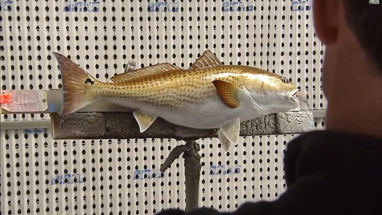 King Sailfish Mounts - Louisiana Redfish 