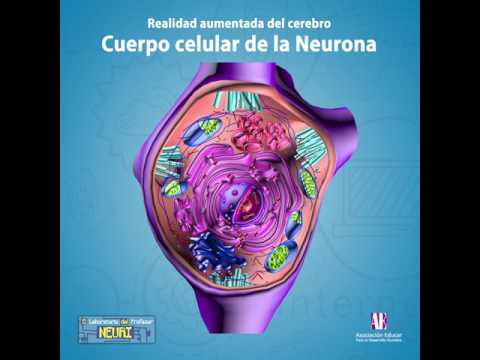 funcion+del+nucleo+celular+en+la+neurona