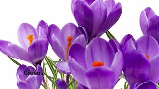 Flowers That Start With Letter C