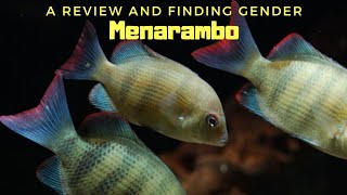 Special Madagascar fish | Menarambo Cichlid