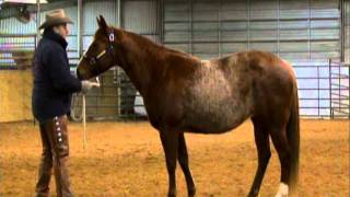 Shiners Pretty Woman 12 6 11