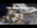 ТАК НЕ ДОЛЖНО БЫТЬ | Документальный фильм о пункте передержки собак | Dog shelter documentary