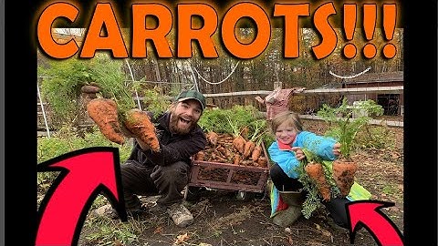 No more carrot thinning or weeding! 2 BIG tricks to avoid the pain of growing carrots
