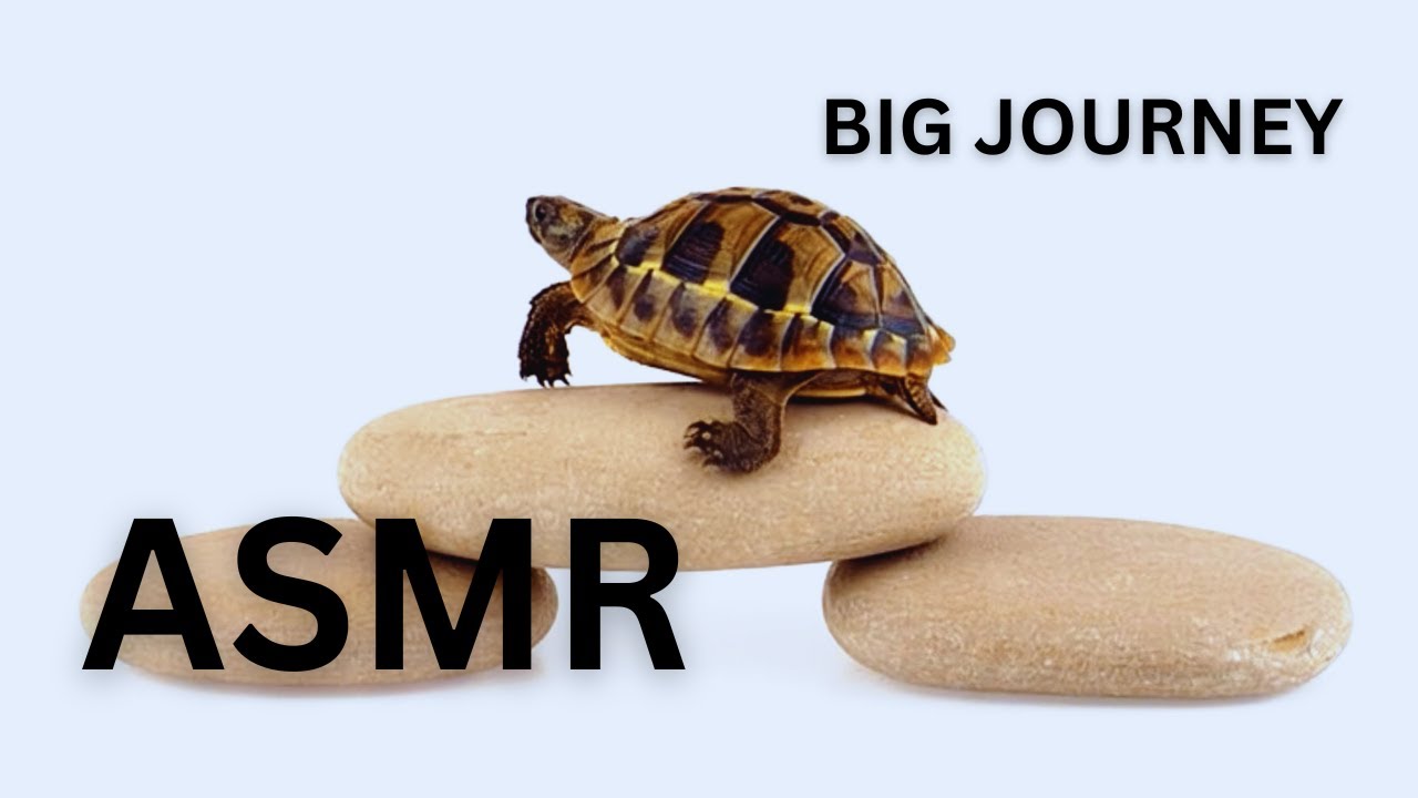 Slow Progress is Still Progress: Relaxing Turtle Walk (2026)