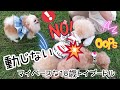 【18歳のお散歩映像】「留守番事故対策」＆動画アップ中異変が… の巻 old dog toy poodle