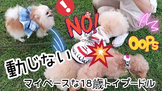 【18歳のお散歩映像】「留守番事故対策」＆動画アップ中異変が… の巻 old dog toy poodle