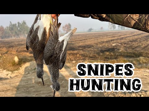 Two Snipes Down In One Shot | Snipes Hunting