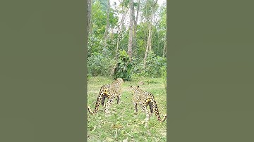 Two leopard attacked in field #vfx #foryou #video #shorts #subscribe