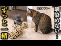 先住猫と合流したのに、なかなか馴染めずずっとぬいぐるみと一緒にいる新入り子猫