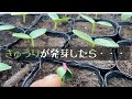 きゅうりの発芽してから本葉が出るまでの管理について【初心者編】
