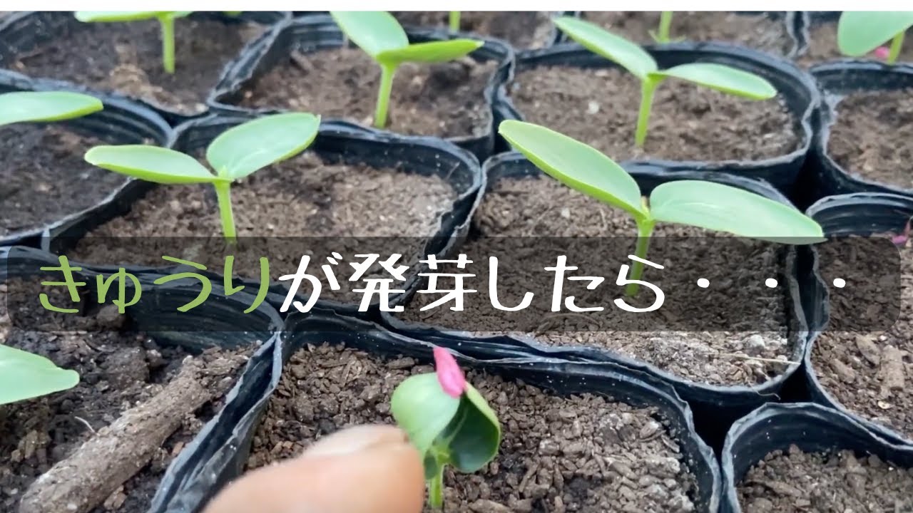 きゅうりの発芽してから本葉が出るまでの管理について【初心者編】