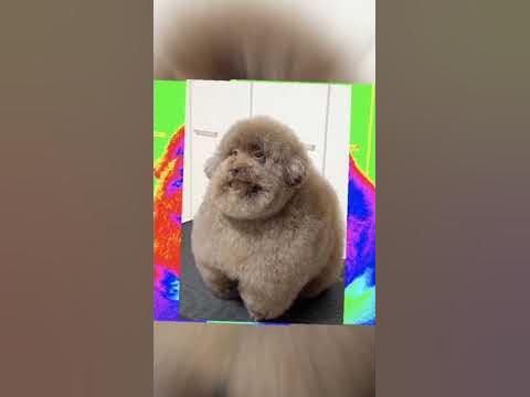 ипучи аааа - YouTube
