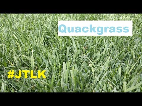 فيديو: القضاء على Quackgrass: كيفية التخلص من Quackgrass